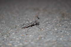 Litaneutria skinneri