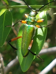 Plinthocoelium suaveolens