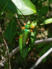 Plinthocoelium suaveolens