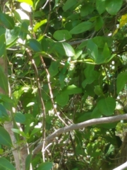 Plinthocoelium suaveolens