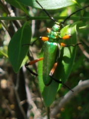 Plinthocoelium suaveolens