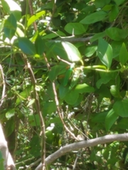 Plinthocoelium suaveolens