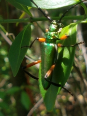 Plinthocoelium suaveolens