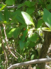 Plinthocoelium suaveolens