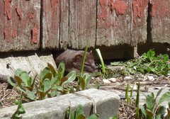 Mustela
