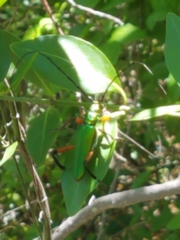 Plinthocoelium suaveolens