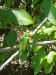 Plinthocoelium suaveolens