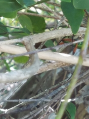 Plinthocoelium suaveolens