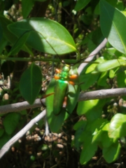 Plinthocoelium suaveolens