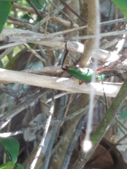 Plinthocoelium suaveolens