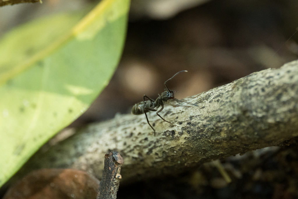 Myrmarachne brevis