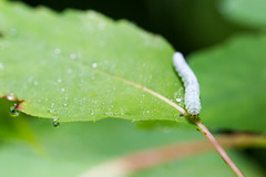 Aglaostigma semiluteum