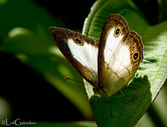 Mycalesis treadawayi