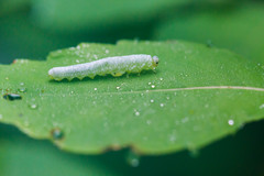 Aglaostigma semiluteum