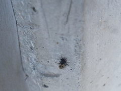 Metopoplax ditomoides