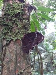 Morpho helenor theodorus