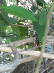 Plinthocoelium suaveolens