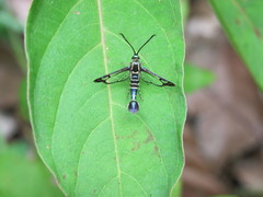 Synanthedon