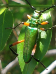 Plinthocoelium suaveolens