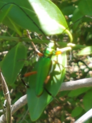 Plinthocoelium suaveolens