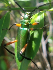 Plinthocoelium suaveolens