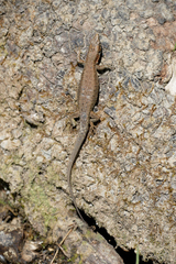Algyroides nigropunctatus