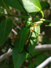 Plinthocoelium suaveolens