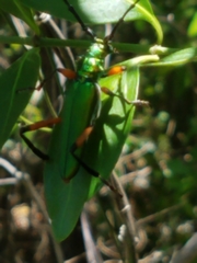 Plinthocoelium suaveolens