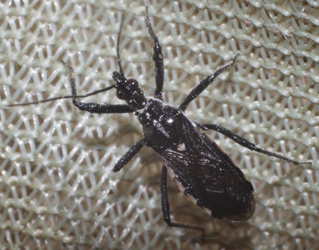 Sphedanolestes lividigaster