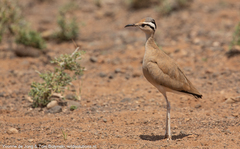Somali Courser photo 3