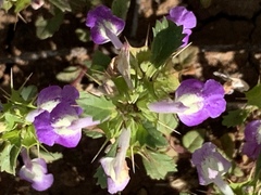 Acanthomintha ilicifolia