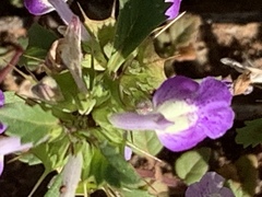 Acanthomintha ilicifolia