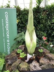 Amorphophallus titanum