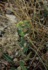 Bupleurum rotundifolium