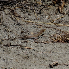 Acanthodactylus erythrurus
