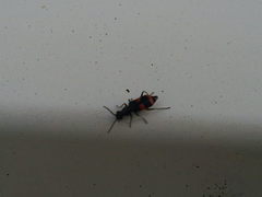 Anthocomus fasciatus