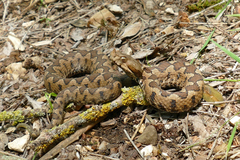 Vipera ammodytes