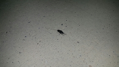 Gryllus bimaculatus