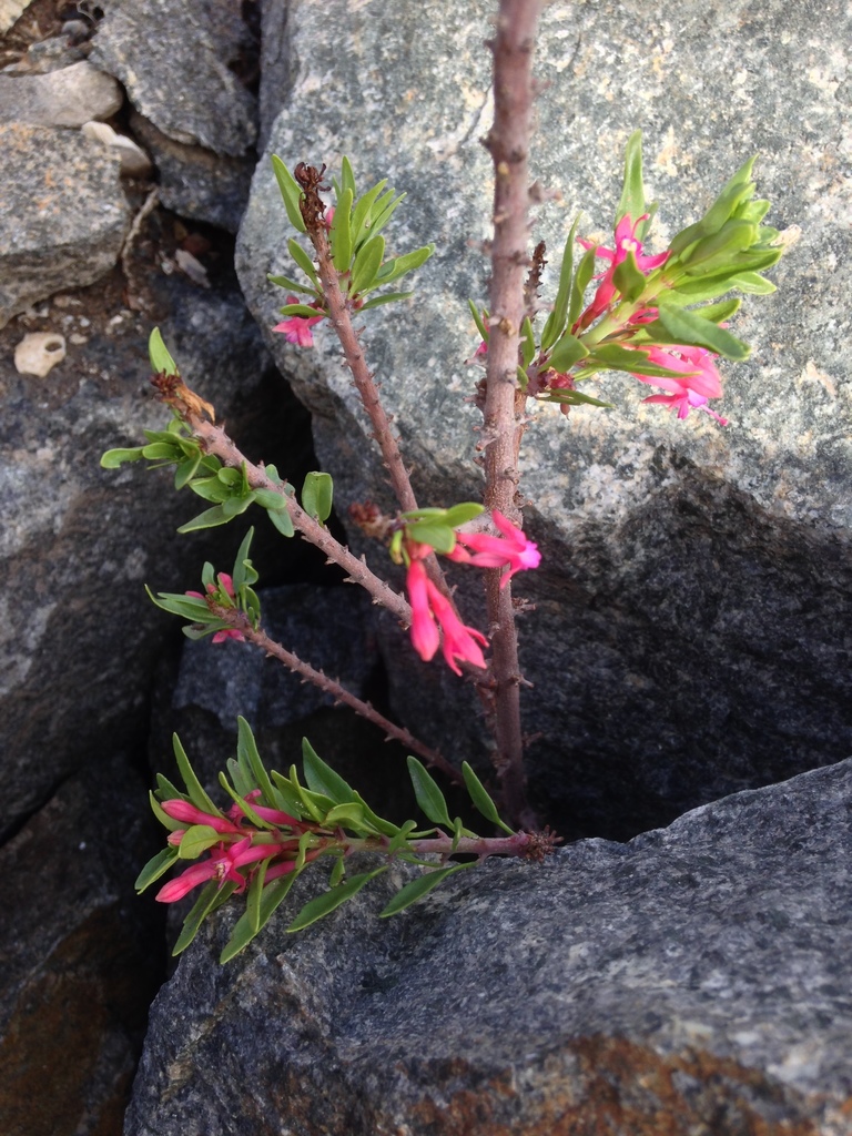 Kierschlegeria