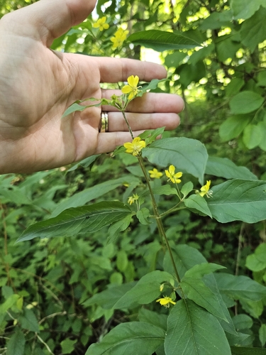 Lysimachia ciliata