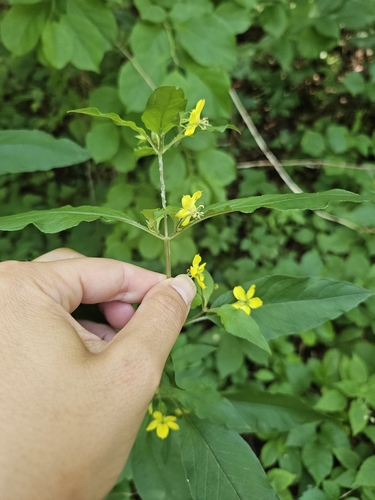 Lysimachia ciliata