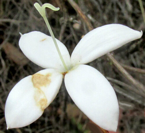Bouvardia longiflora, photograph 1