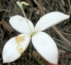 author not stated, no rights reserved Bouvardia longiflora, photograph author not stated, no rights reserved