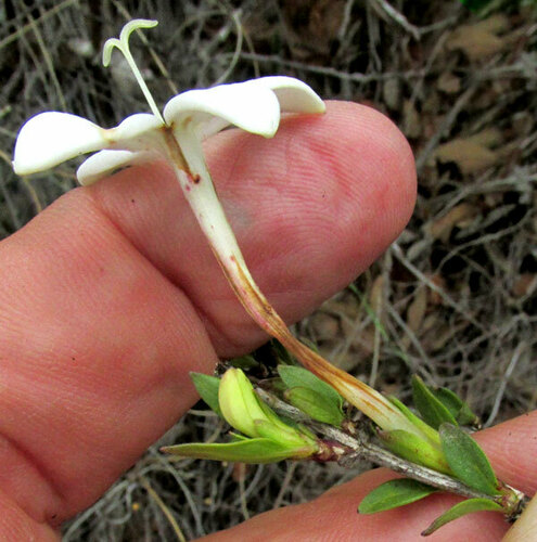 Bouvardia longiflora, photograph 2