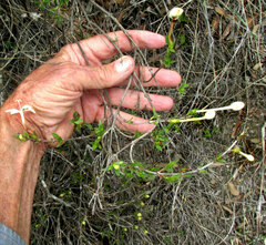 author not stated, no rights reserved Bouvardia longiflora, photograph author not stated, no rights reserved
