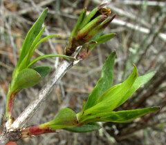 author not stated, no rights reserved Bouvardia longiflora, photograph author not stated, no rights reserved
