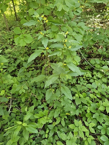 Lysimachia ciliata