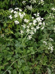 Anthriscus sylvestris
