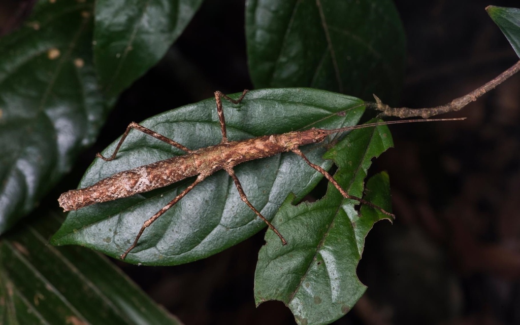 Pseudocentema bispinatum