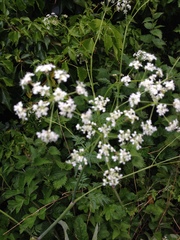 Anthriscus sylvestris